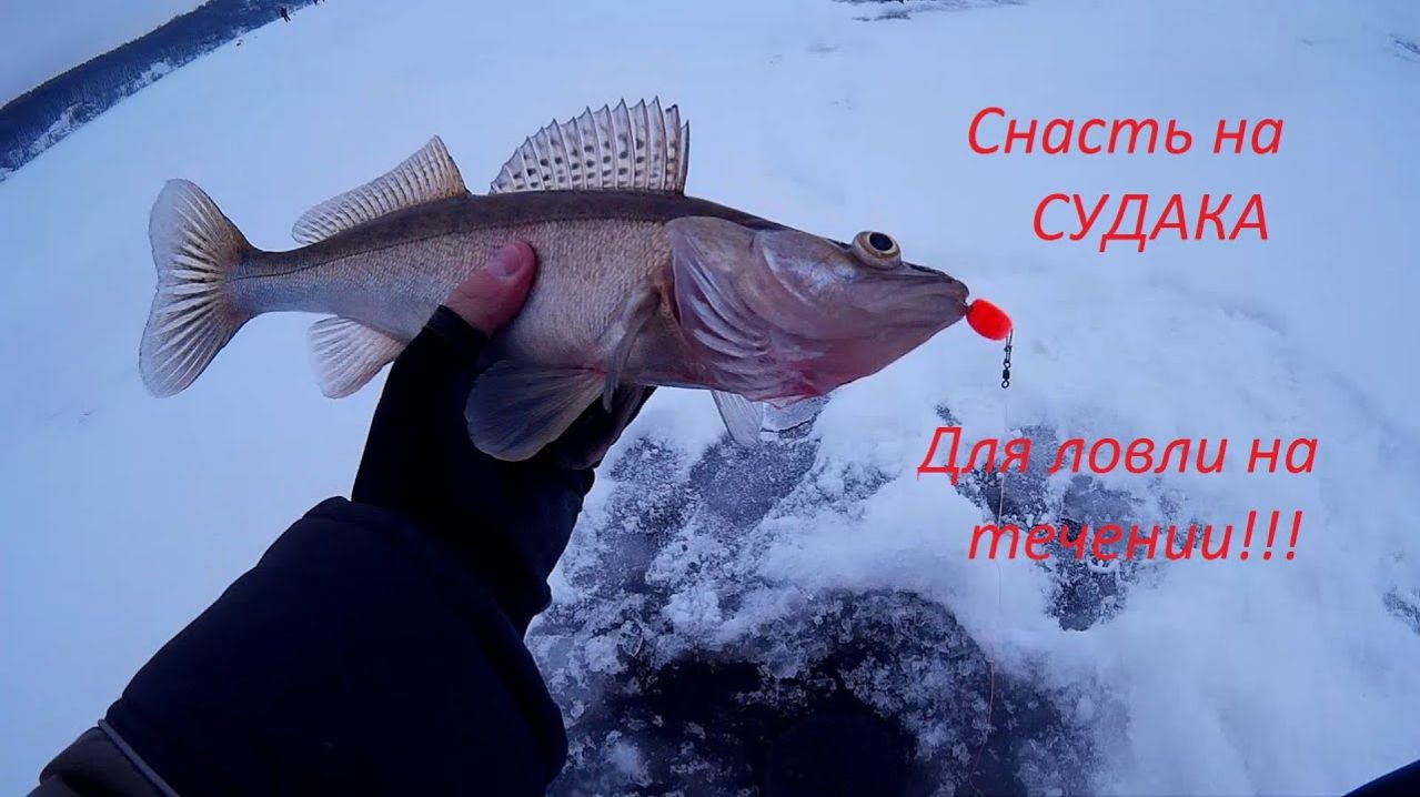 Ловля Судака 2026. Грамотная рыбалка. Вдали от Дома. Река Ока. Лучшая Русская рыбалка 2026 Онлайн