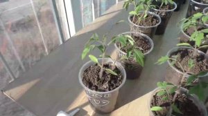 Что делать, если у рассады помидоров появляются фиолетовые листья.