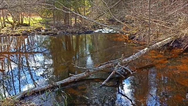 Воскресная велопрогулка в лес 12.04.2026.