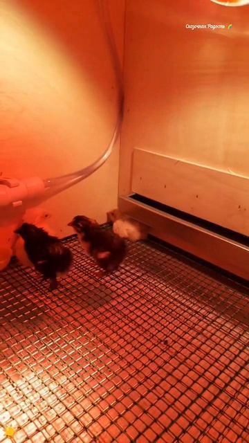 #обзор #милые #цыплята #2026год