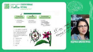 Генеративные органы