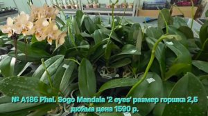 № А186 Phal. Sogo Mandala '2 eyes' размер горшка 2,5 дюйма
