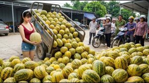 Собираю свежие дыньки, арбузы и зеленые апельсины для продажи на рынке. Фуонг. Вьетнам