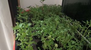 минутка садовода)