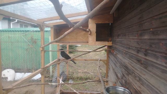 Ворон Гриша 15 апреля, с праздником