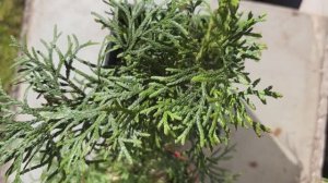 Подготовка теплицы под высадку огурцов. Говядинный навоз