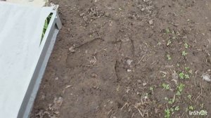 11. Краткий обзор перевалки рассалы. Первая поездка на дачу. Обзор участка.14.04.2026 г.