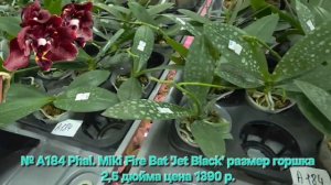 № А184 Phal. Miki Fire Bat 'Jet Black' размер горшка 2,5 дюйма