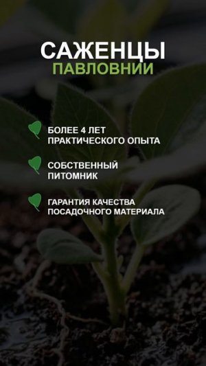 Павловния - гибридное быстрорастущее дерево