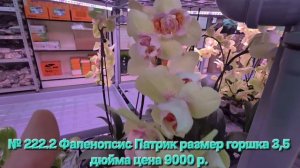 № А222.2 Фаленопсис Патрик размер горшка 3,5 дюйма