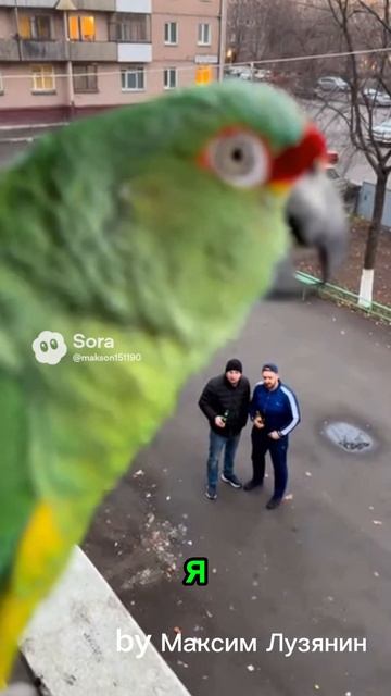 Попугай ругается #sora #ии #попугай #двор #funny #юмор #смех #угар #birds #cute #ржака #прикол