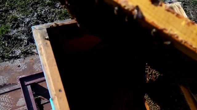 Пчеловодство.10дней похолодания,но развитие продолжается,несмотря,,на морозы,, 15.04.