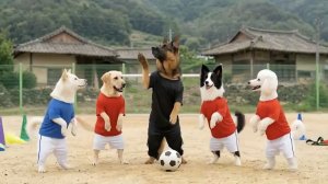 МУЛЬТИК ДЛЯ ДЕТЕЙ. 🐶⚽️СОБАЧКИ ИГРАЮТ В ФУТБОЛ⚽️. МУЛЬТФИЛЬМЫ ДЛЯ МАЛЬЧИКОВ И ДЕВОЧЕК.