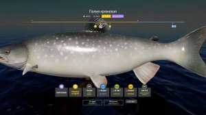 НОВАЯ НАЖИВКА В ПОНИЖКУ НА МЕДНОМ, РАЗДАЧИ ВОБЛЫ, ЧЕХОНИ, ПАЛИИ ОБЗОР ВОДОЕМОВ В РУССКОЙ РЫБАЛКЕ 4