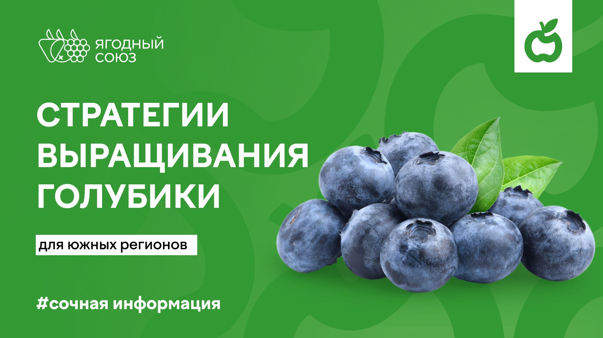 Стратегии выращивания голубики