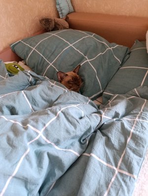 грвм в школу среда