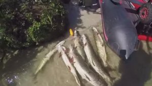 Вот это рыбалка крупная щука даёт жару,клюёт на каждом забросе. Не рыбалка а сказка.