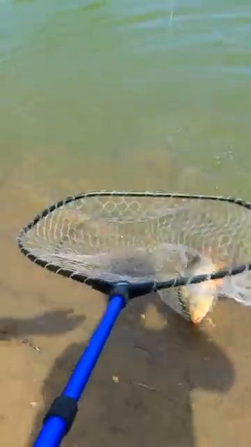 Мощная поклевка на донку