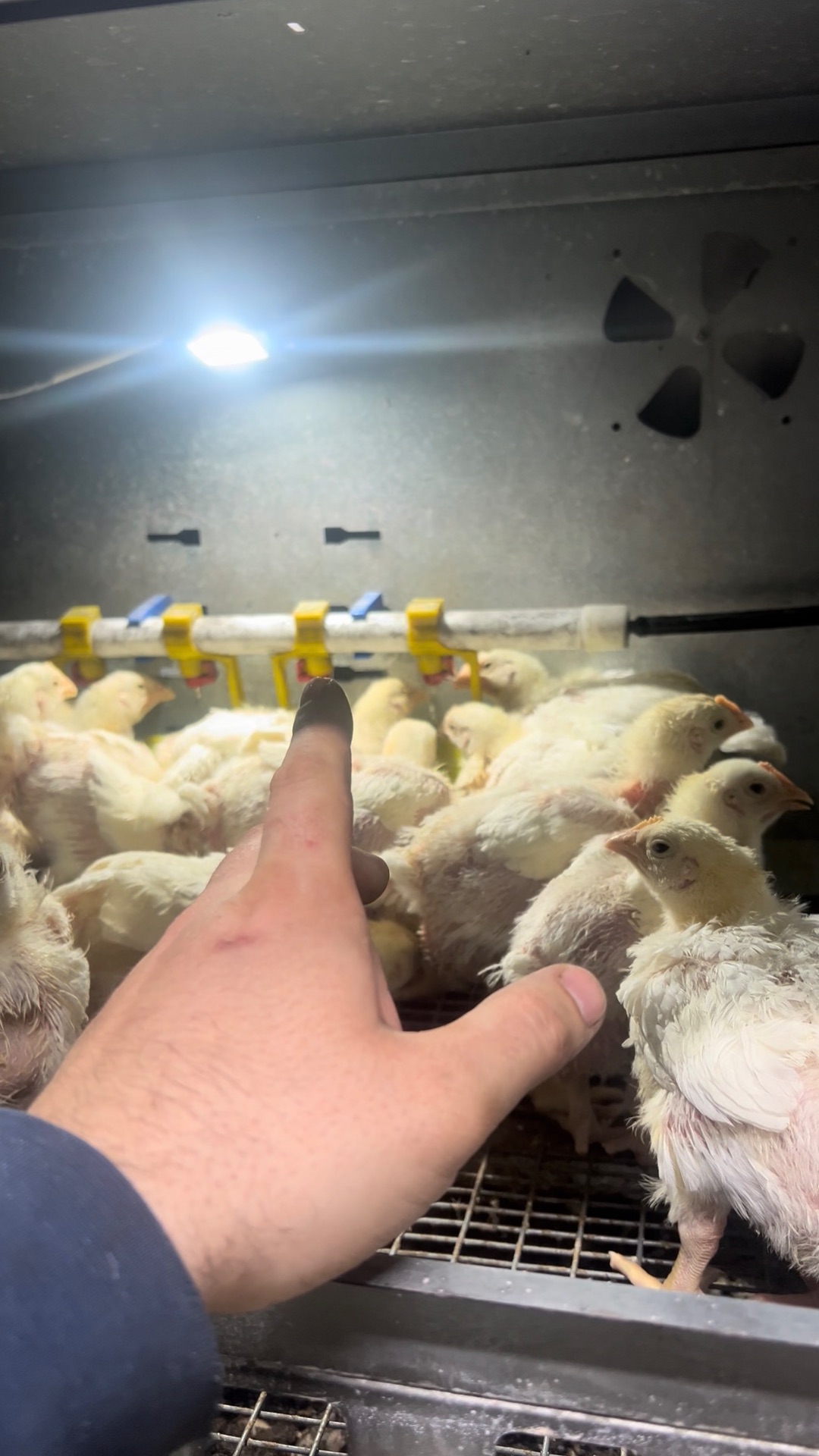 Одна из проблем содержания бройлеров это засорение ниппельной поилки