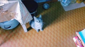 В Режиме Экономии/ Обзор Покупки/Пятёрочка/ Что за птица?