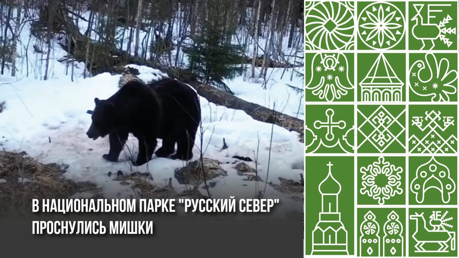 В Кирилловском округе медведи проснулись.