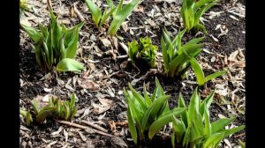 Цветочковое под музыку Сергея Чекалина