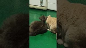 Женский характер :)