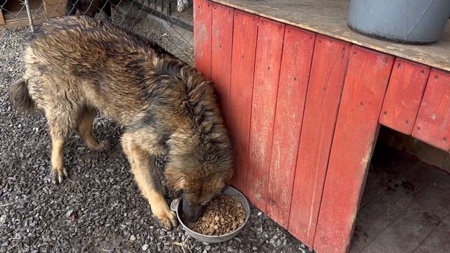 Кормление собак