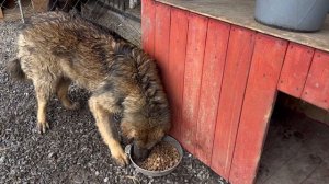 Кормление собак