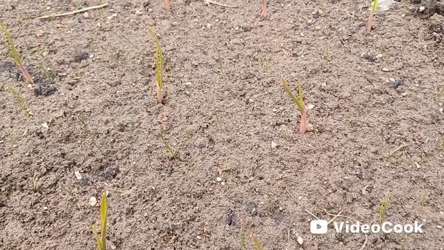 Апрель на даче: В лес за строчками и первые цветы.