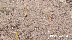 Апрель на даче: В лес за строчками и первые цветы.