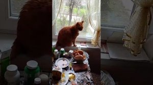 Я   пытался сделать пиццу как вы думаете  получится