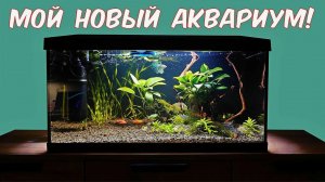 Как я купил аквариум, обустроил его и заселил жителями