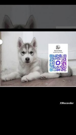 Хаски Ники (начало.) Хаски Ники говорящая собака