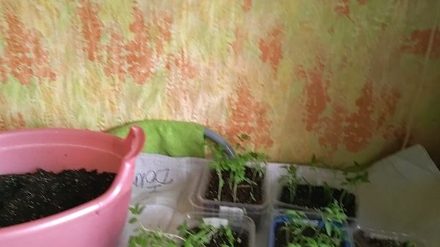 Сегодня пикировка!