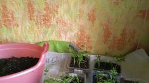 Сегодня пикировка!