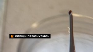 «СМОТРИ», выпуск 15 апреля 2026 года