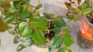 Высаживаю розы, обрезаю старые