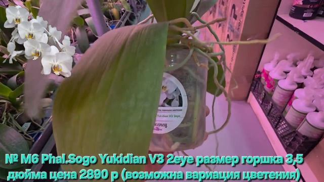№ М6 Phal.Sogo Yukidian V3 2eye размер горшка 3,5 дюйма  (возможна вариация цветения)