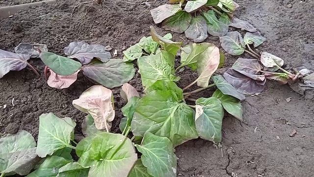 Бадан весной: чем подкармливаю растение