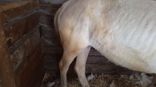 #жизнь_Аликорна 14.04.26 Рарити