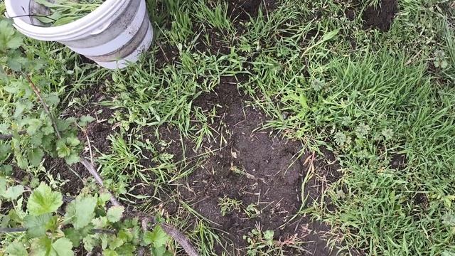 Хозяйство. Птички - невелики. Вкусняшка в прок.