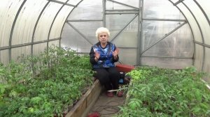 Что я добавляю в лунки при высадке томатов? Всегда по разному! 14.04.2026.