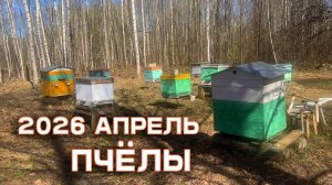 Сезон пчеловодства 2026, Апрель. Почти деревня.