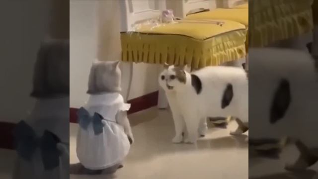 Это ты куда так вырядилась? Не