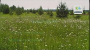 Русская  народная песня «Живет моя отрада »  (1882г.)