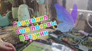 15.04.26🌸Глоксинии   и Петунии  в мини-парничке🌸