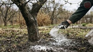 На вишне будет пропасть ягоды! Насыпьте этот порошок под деревья весной в апреле мае.