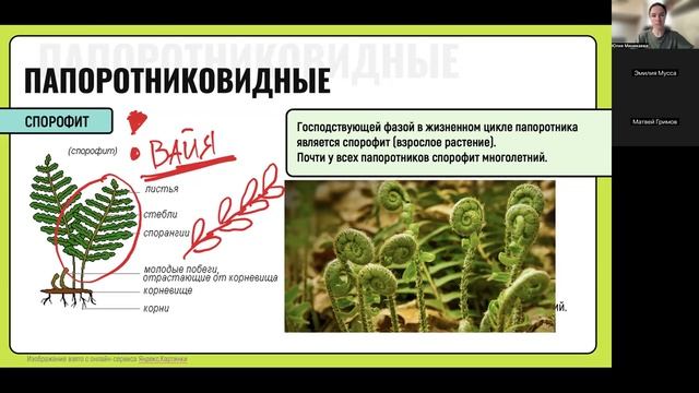 Хвощи. Плауны. Папоротники. Голосеменные