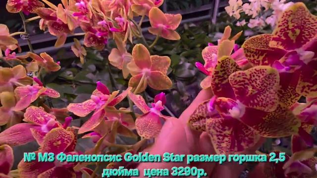 № М3 Фаленопсис Golden Star размер горшка 2,5 дюйма